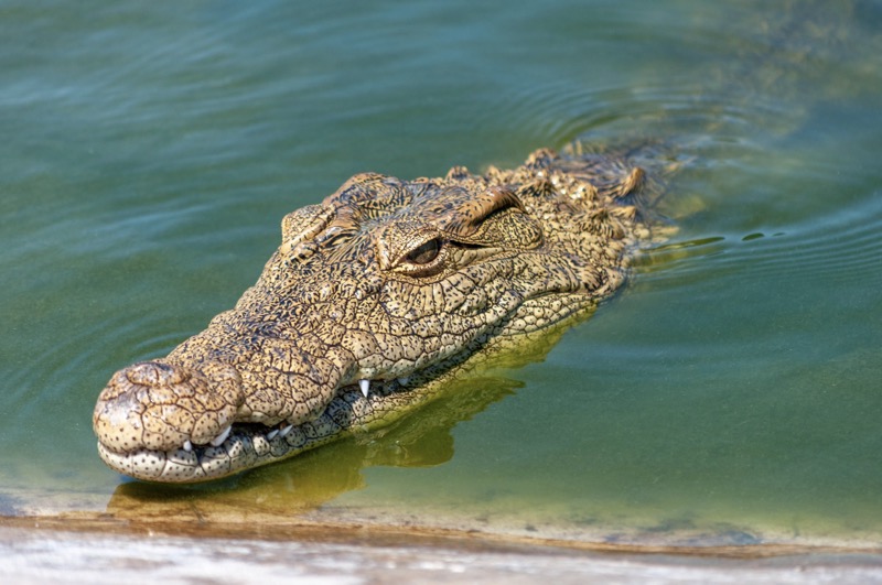 Croc cage diving